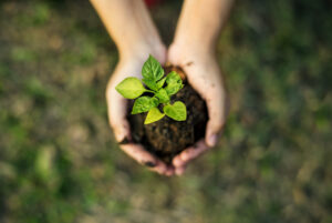 Person holding soil with plant sprouting - Sustainability - Eco Flexibles