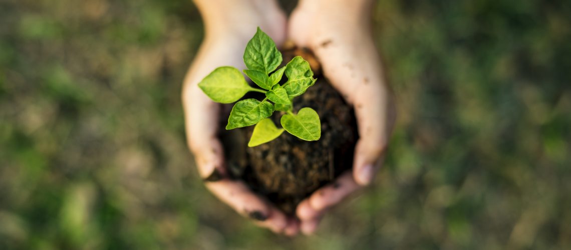 Person holding soil with plant sprouting - Sustainability - Eco Flexibles